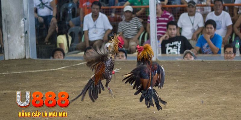 11luck8 đăng nhập mậu binh online
